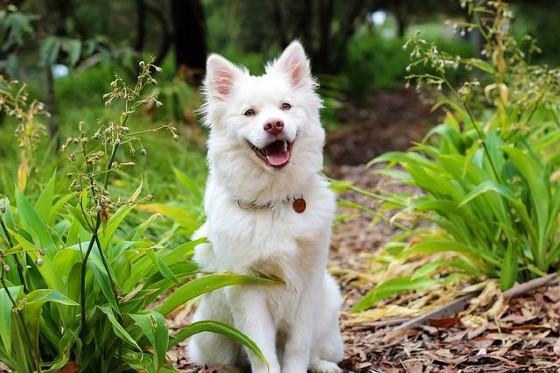 Peaceful Smiling Dog in Nature