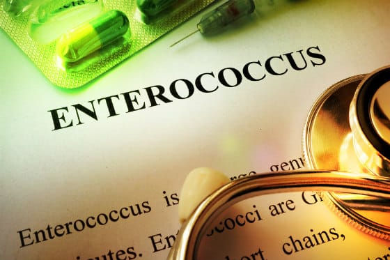 Should Your Probiotic Contain Enterococcus Faecalis?
