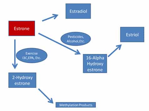 Estrone Metabolism