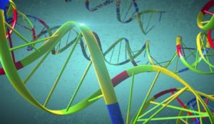 BRCA Genes