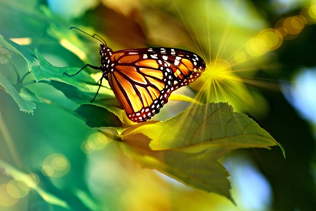 Beautiful butterfly transformation.